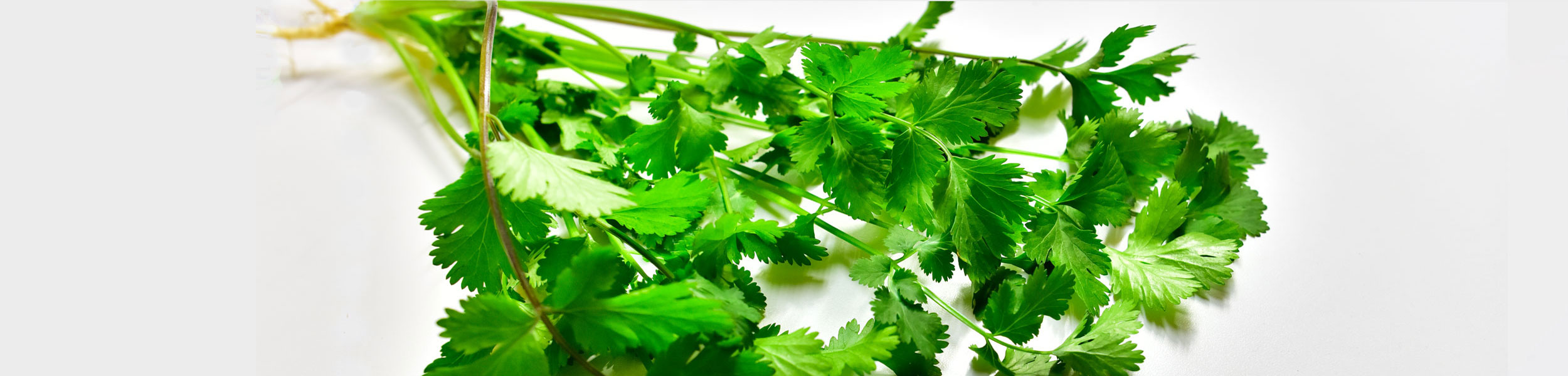 ベストベジタブル