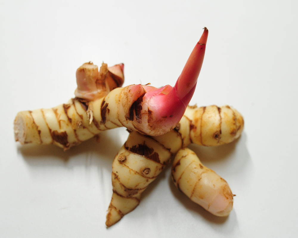 カー（タイショウガ）