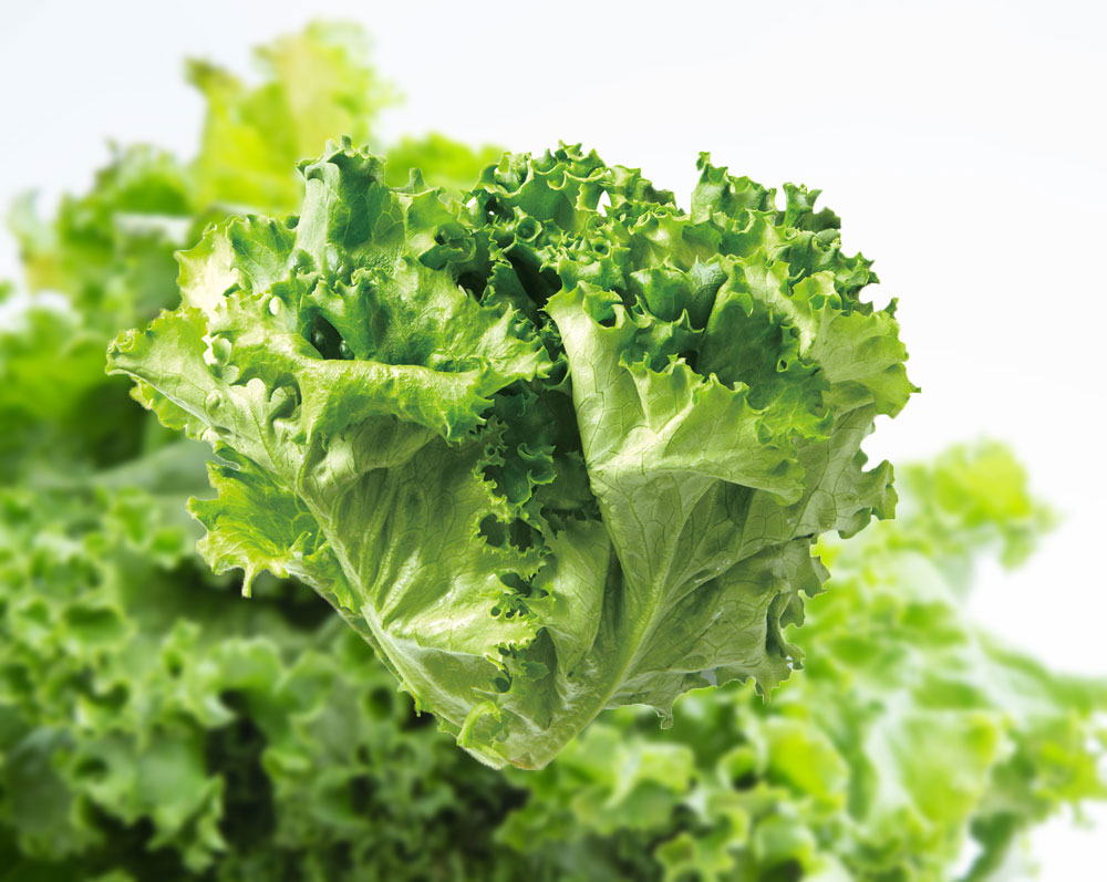 グリーンリーフ