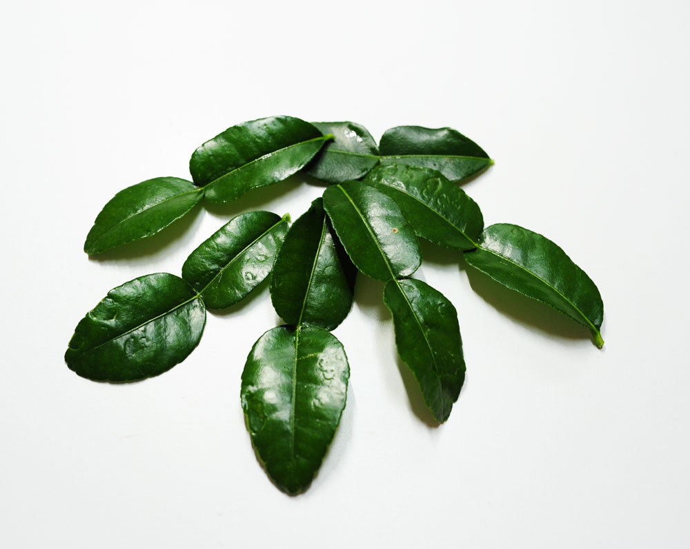 こぶみかんの葉