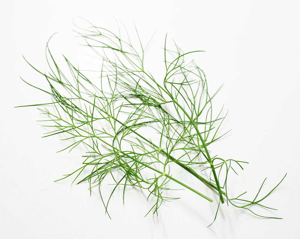 パクチーラオ（ディル）